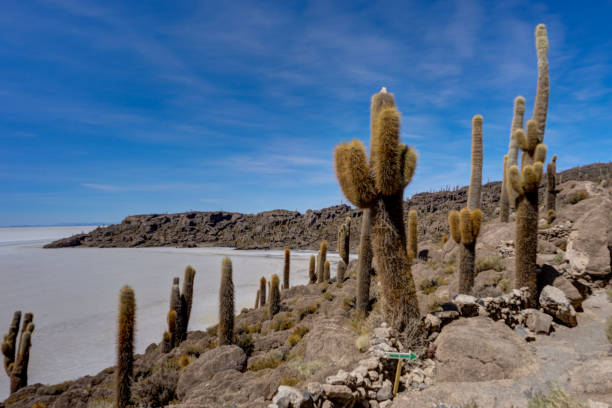 istock Isla Incahuasi in Salar de Uyuni cactus Island 881128270