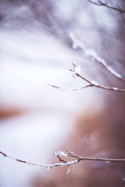 istock Nature abstract background. Branches covered in snow and frost 881136446