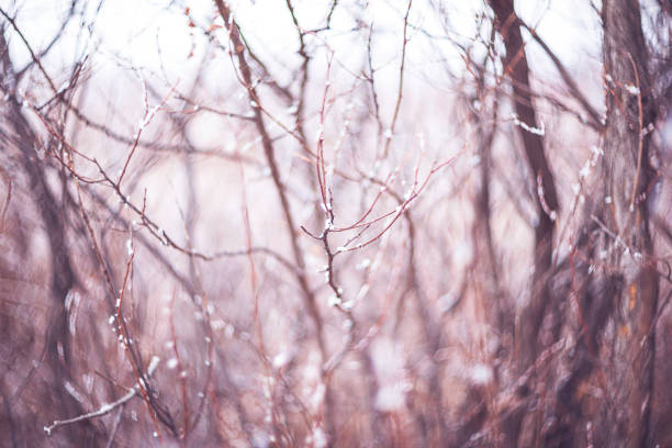 Nature abstract background. Branches covered in snow and frost
