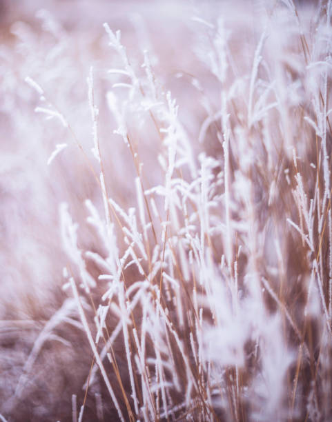 istock Nature abstract background. Branches covered in snow and frost 881138970