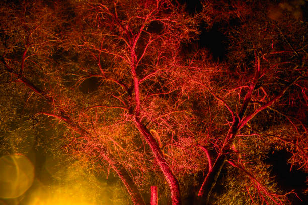 The tree is highlighted in red and orange in the dark. art installation