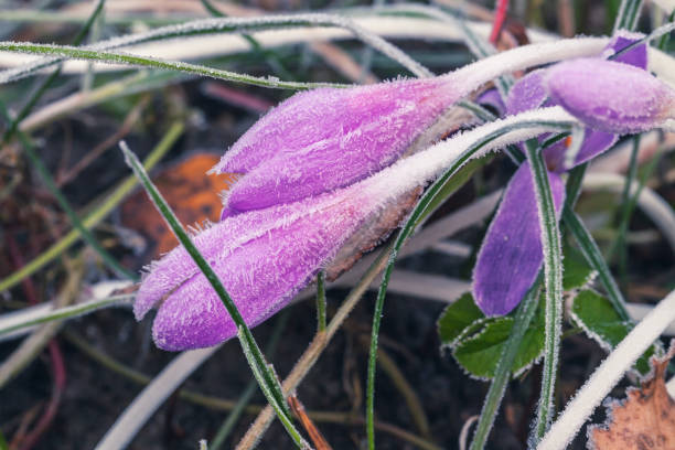 istock Crocus flowers covered with frost 881141566