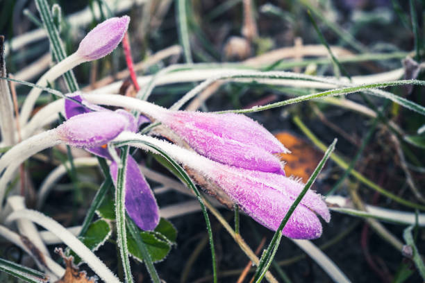 istock Crocus flowers covered with frost 881141570