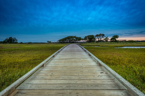 istock Low Angle of Wooden Boardwalk Through Marsh 881146202
