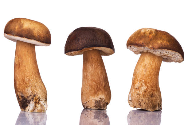 istock Fresh and beautiful mushrooms 881147810