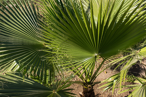 palm leaf of trachycarpus fortunei close up view