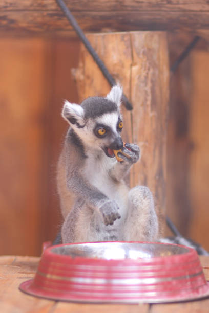 Lemur, a lemur eats in a cage, a funny beast, a zoo, animal protection, endangered species of animals, a long tail, a lemur on a blurred background