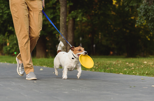 Jack Russell Terrier walks by alley at park