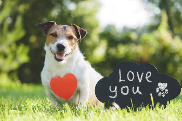 Adorable dog with heart shape pendant and handwritten sign "Love you" on chalkboard Valentines day concept with dog and chalkboard animal track photos stock pictures, royalty-free photos & images