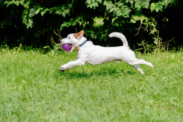 widok z boku psa biegającego po zielonej trawie bawiąc się fioletową piłką - dog park retrieving humor zdjęcia i obrazy z banku zdjęć