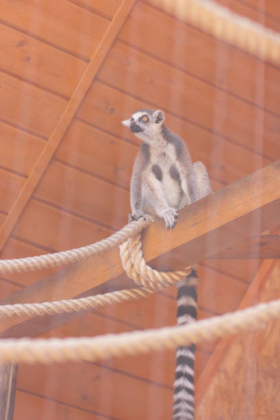Lemur, a lemur eats in a cage, a funny beast, a zoo, animal protection, endangered species of animals, a long tail, a lemur on a blurred background