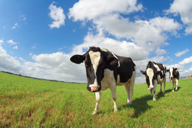 istock cute cows on green pasture over blue sky in summer 881154884