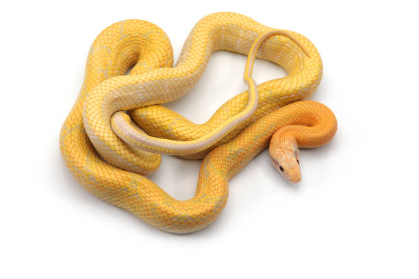 istock Rat snake albino isolated on white background 881160132