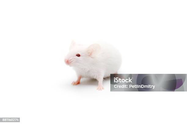 Laboratory White Mouse Isolated On White Background Stock Photo - Download Image Now