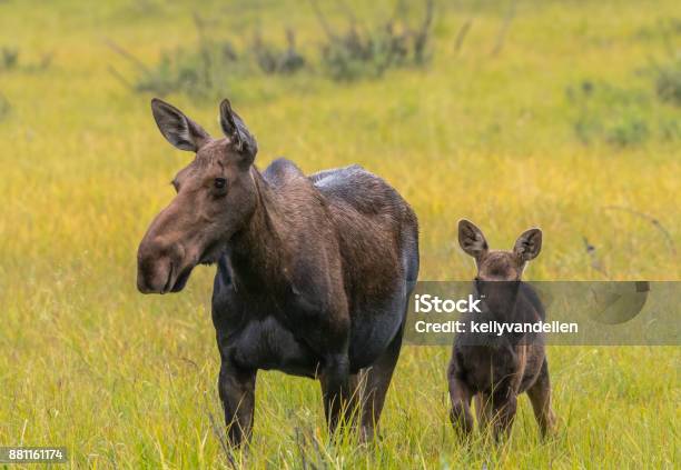 Photo libre de droit de Alerte De Veau Orignal À Côté De La Mère banque d'images et plus d'images libres de droit de Élan - Élan, Champ, Colorado