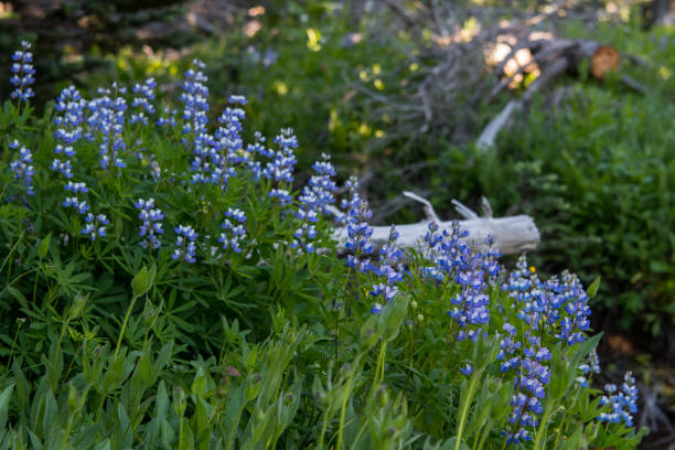 istock Morning Light Over Purple Lupine 881164016