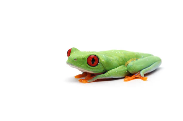 istock red eyed tree frog isolated on white background 881165140