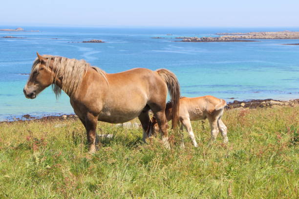 istock Trait Breton mare and her foal in a field in Brittany 881186902