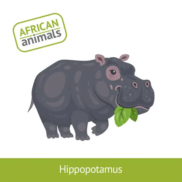 Vector illustration of Hippopotamus