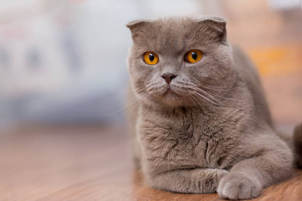 istock cat breed Scottish Fold, brown color with orange eyes lying on the floor 881200580