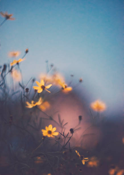 Delicate tickseed flowers shot in low light to create painterly effect