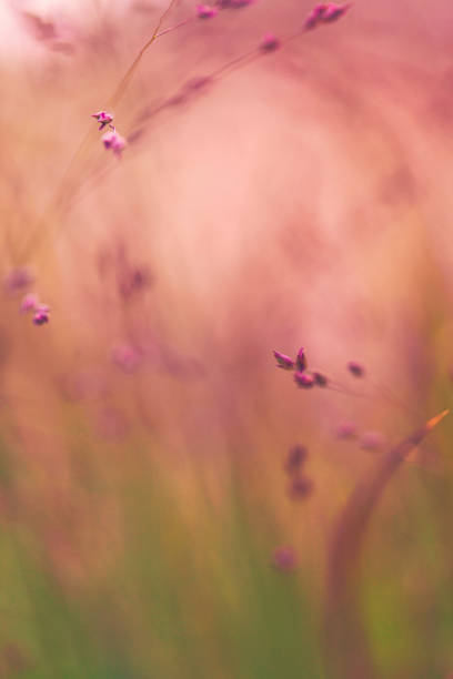 istock Ethereal looking ornamental grass in sunlight 881218634
