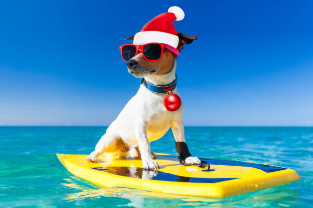istock surfer christmas santa claus dog 881228916