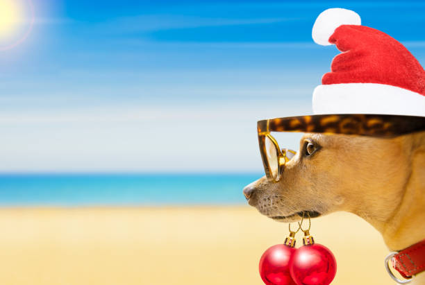 istock dog watching the beach on summer christmas holidays 881228942
