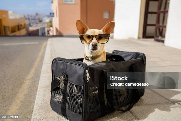 Perro En Caja De Transporte O El Bolso Listo Para Viajar Foto de stock y más banco de imágenes de Perro