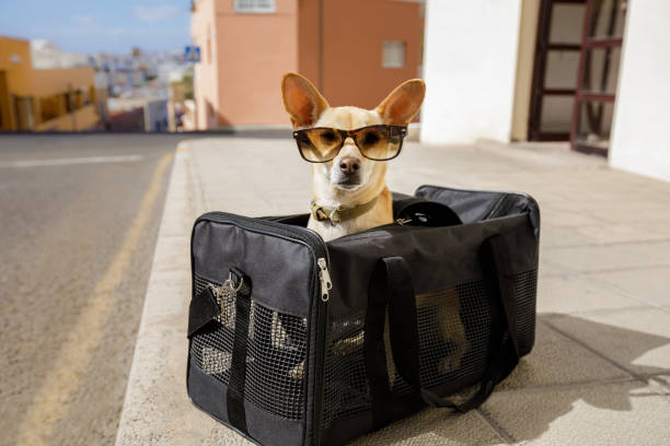 chien dans la boîte de transport ou sac prêt à voyager - panier de voyage photos et images de collection