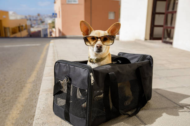 cachorro em caixa de transporte ou saco pronto para viajar - caixa para transporte de animal de estimação - fotografias e filmes do acervo