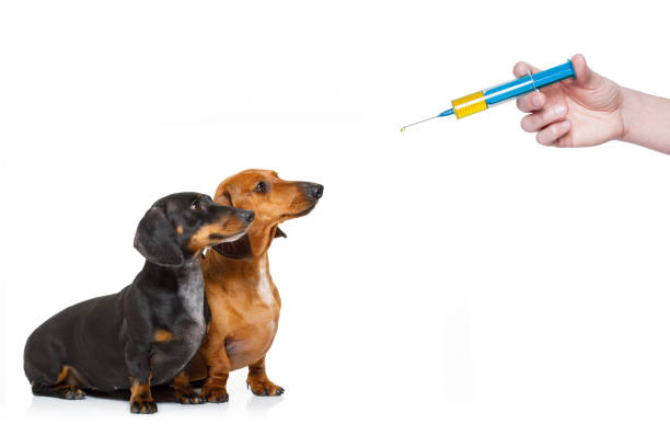 istock ill sick dogs with illness and vaccine syringe 881229232