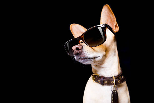 berpose anjing dengan kacamata hitam - anak hewan panggung hewan potret stok, foto, & gambar bebas royalti