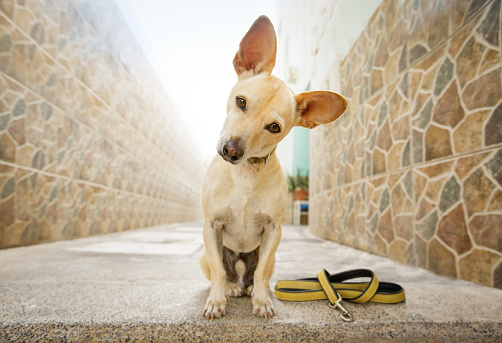 curious chihuahua dog waiting for owner to play  and go for a walk with leash outdoors