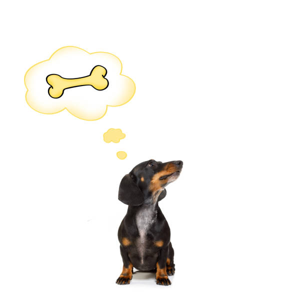 istock hungry dog looking at owner 881229500