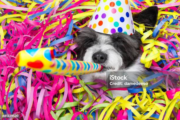 Happy New Year Dog Celberation Stock Photo - Download Image Now - Dog, Birthday, Party - Social Event