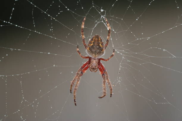 istock Garden Orb Weaver Spider in web with water drops. 881229536