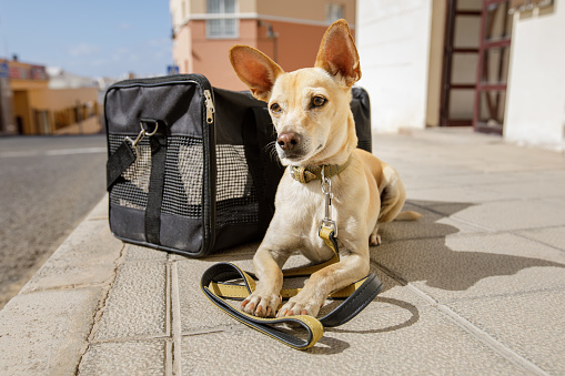 chihuahua  dog in transport bag or box ready to travel as pet in cabin in plane or airplane as a passanger