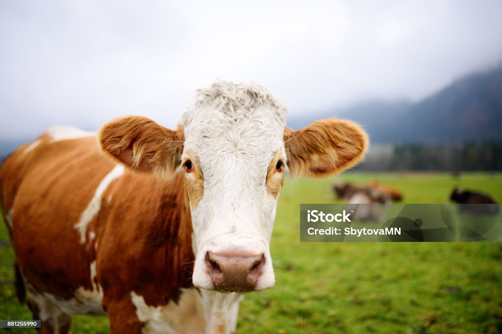 Vache dans un pré européens près le célèbre château de Neuschwanstein. Bavière, Allemagne (Deutschland) - Photo de Vache libre de droits