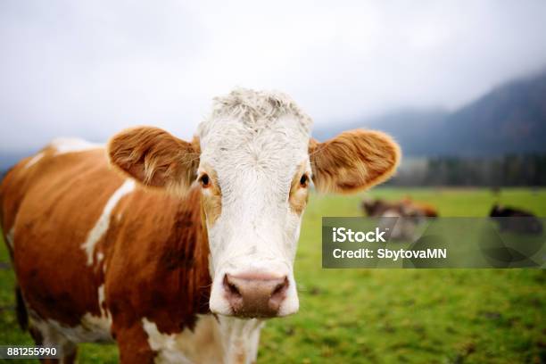 Photo libre de droit de Vache Dans Un Pré Européens Près Le Célèbre Château De Neuschwanstein Bavière Allemagne banque d'images et plus d'images libres de droit de Vache