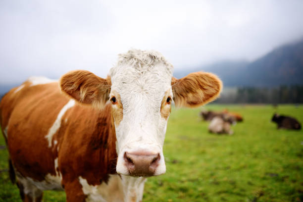 有名なノイシュヴァンシュタイン城近くのヨーロッパの牧草地で牛します。バイエルン州 (ドイツ) - meadow bavaria landscape field ストックフォトと画像