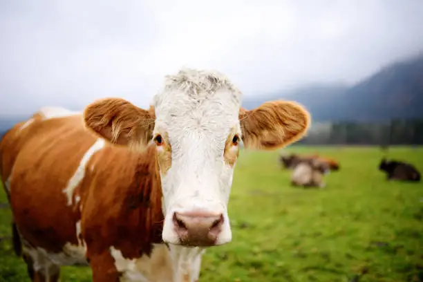 Photo of Cow in European meadow near famous castle Neuschwanstein. Bavaria, Germany (Deutschland)