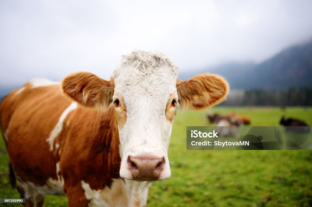Vaca no prado europeia, perto do famoso Castelo de Neuschwanstein. Baviera, Alemanha (Deutschland) - Foto de stock de Fêmea de mamífero royalty-free