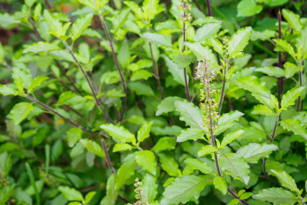 istock Holy basil or Sacred basil in organic garden 881263180