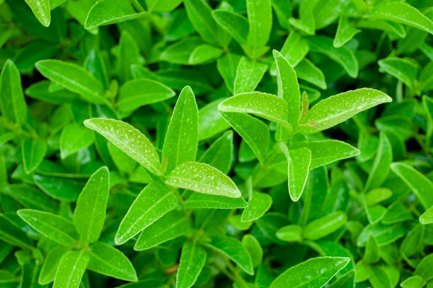 istock Green leaves background the nature scenes 881264298