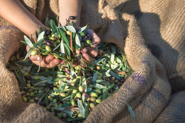 raccolta di olive fresche da parte di agricoltori in un campo di ulivi a creta, grecia per la produzione di olio extravergine di oliva - oliveto foto e immagini stock