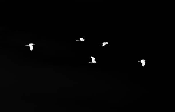 istock flock of birds on a black background 881267048
