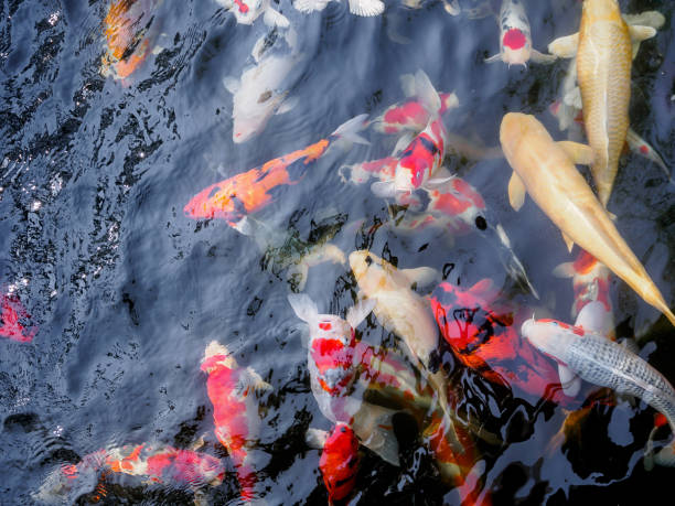 istock beautiful koi fish in pond 881281202