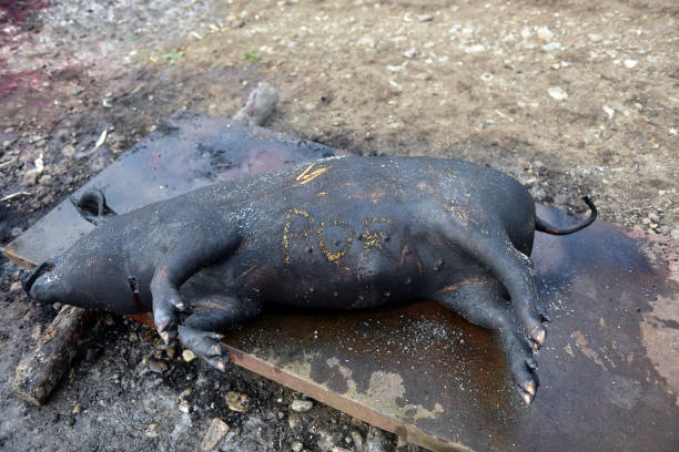 geschlachteten schwein. verbranntes schwein für traditionelle schlachten vorbereitet - 16243 stock-fotos und bilder