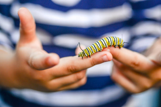 Caterpillar Kid Child holds a Monarch butterfly caterpillar in small hands with care caterpillar photos stock pictures, royalty-free photos & images